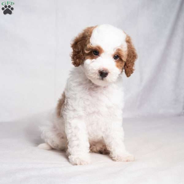Graham, Cavapoo Puppy